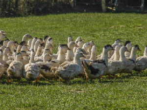 Les canards de la Belvindière pour la production de foie gras