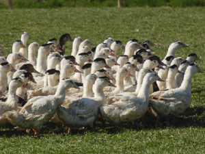 Les canards de la Belvindière pour la production de foie gras